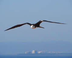 Image of frigatebirds