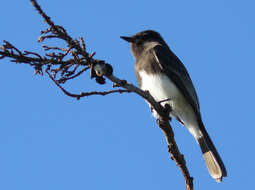 Imagem de Sayornis nigricans (Swainson 1827)