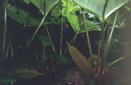 Image of giant rhubarb