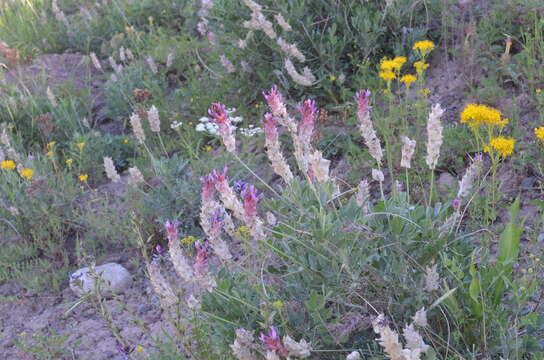 Image of Astragalus schrenkianus Fisch. & Mey.