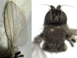 Image of freeloader flies