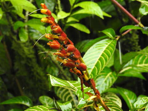 Image of Sanchezia oblonga Ruiz & Pav.