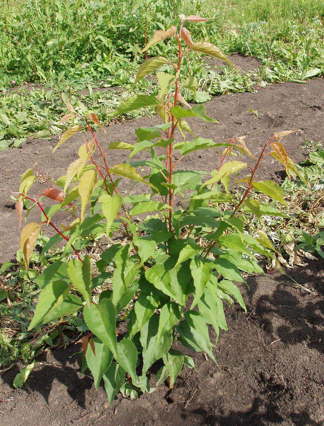 Слика од Prunus mandshurica (Maxim.) Koehne