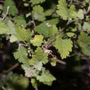 Plancia ëd Ambrosia cordifolia (A. Gray) Payne