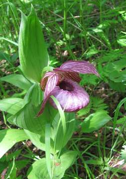 Image of Large-flowered Cypripedium