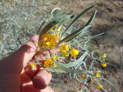 Image of <i>Senna phyllodinea</i>