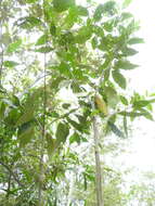 Image de Solanum stelligerum Sm.