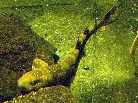 Image of Cloudy Catshark