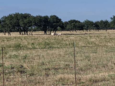 Image of Scimitar-horned Oryx