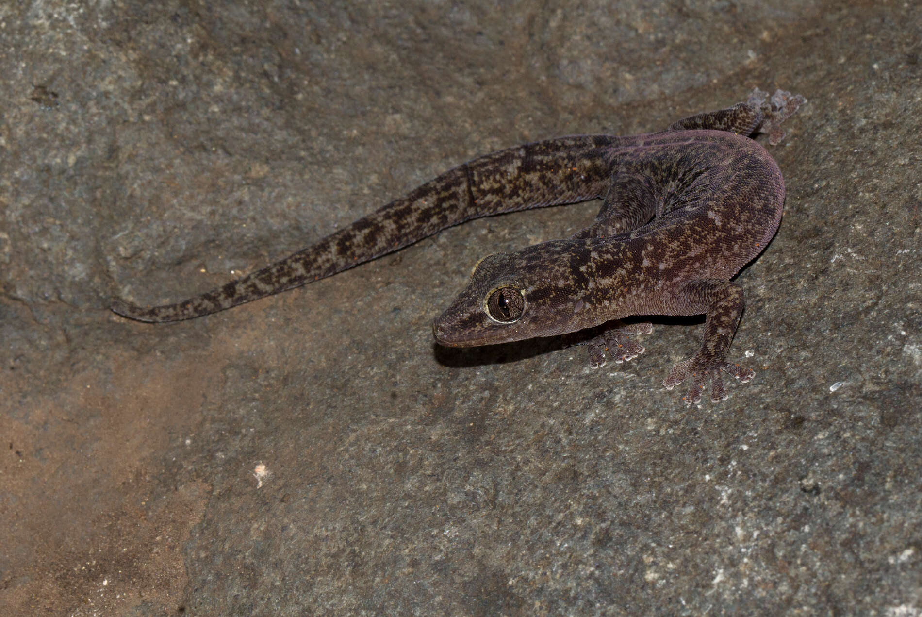 Image de Afroedura gorongosa Branch, Guyton, Schmitz, Barej, Naskrecki, Farooq, Verburgt & Rödel 2017