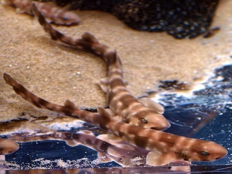 Image of Cloudy Catshark