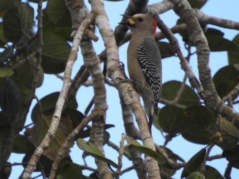 Image of Yucatan Woodpecker