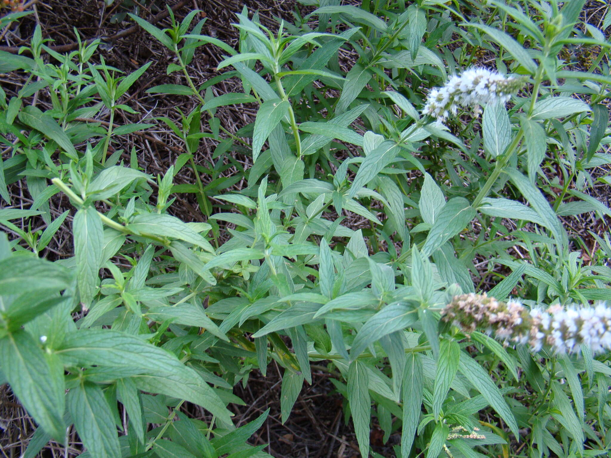 Image of Mentha longifolia subsp. capensis (Thunb.) Briq.