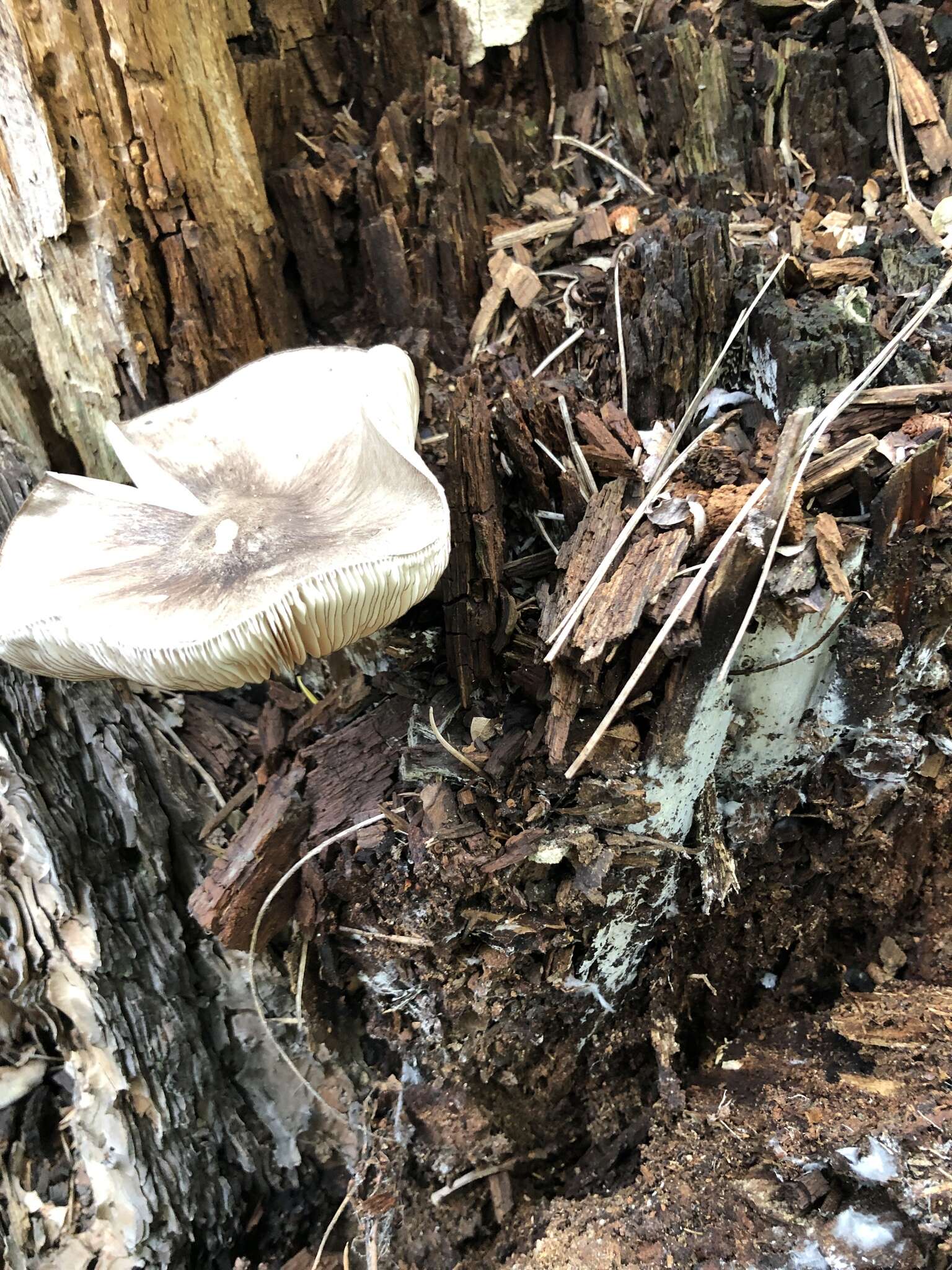 Pluteus atromarginatus (Konrad) Kühner 1935 resmi