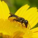 Image of Bee