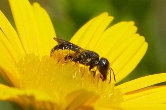 Heriades truncorum (Linnaeus 1758) resmi