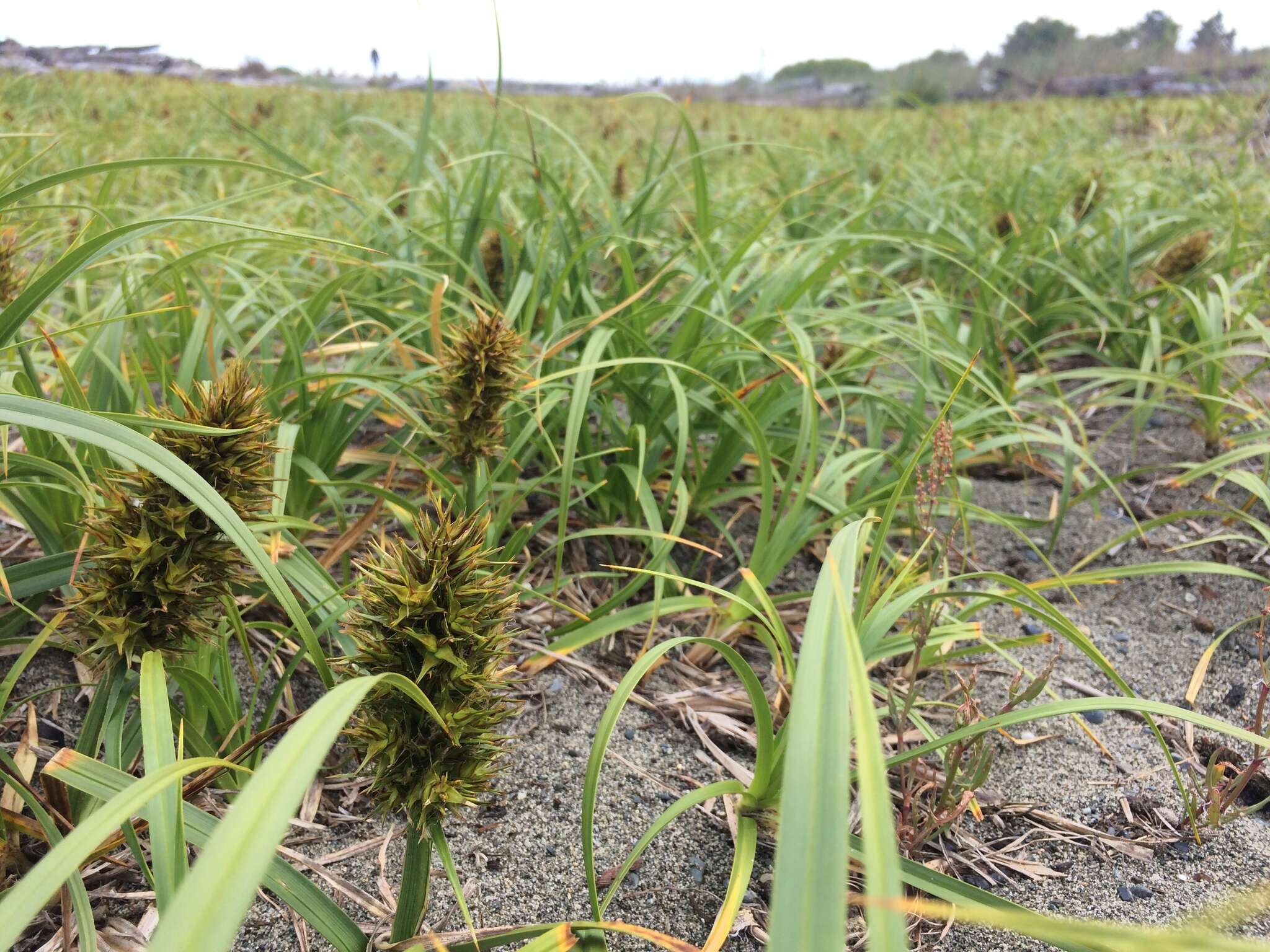 Image of largehead sedge