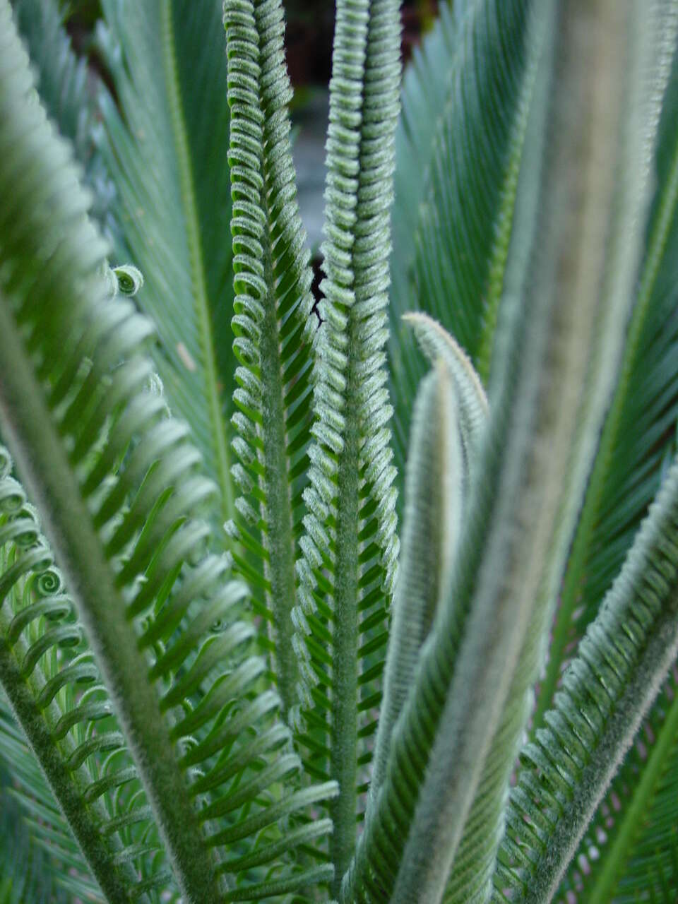 Image of Fern Palm