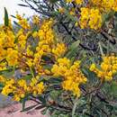 Слика од Acacia notabilis F. Muell.