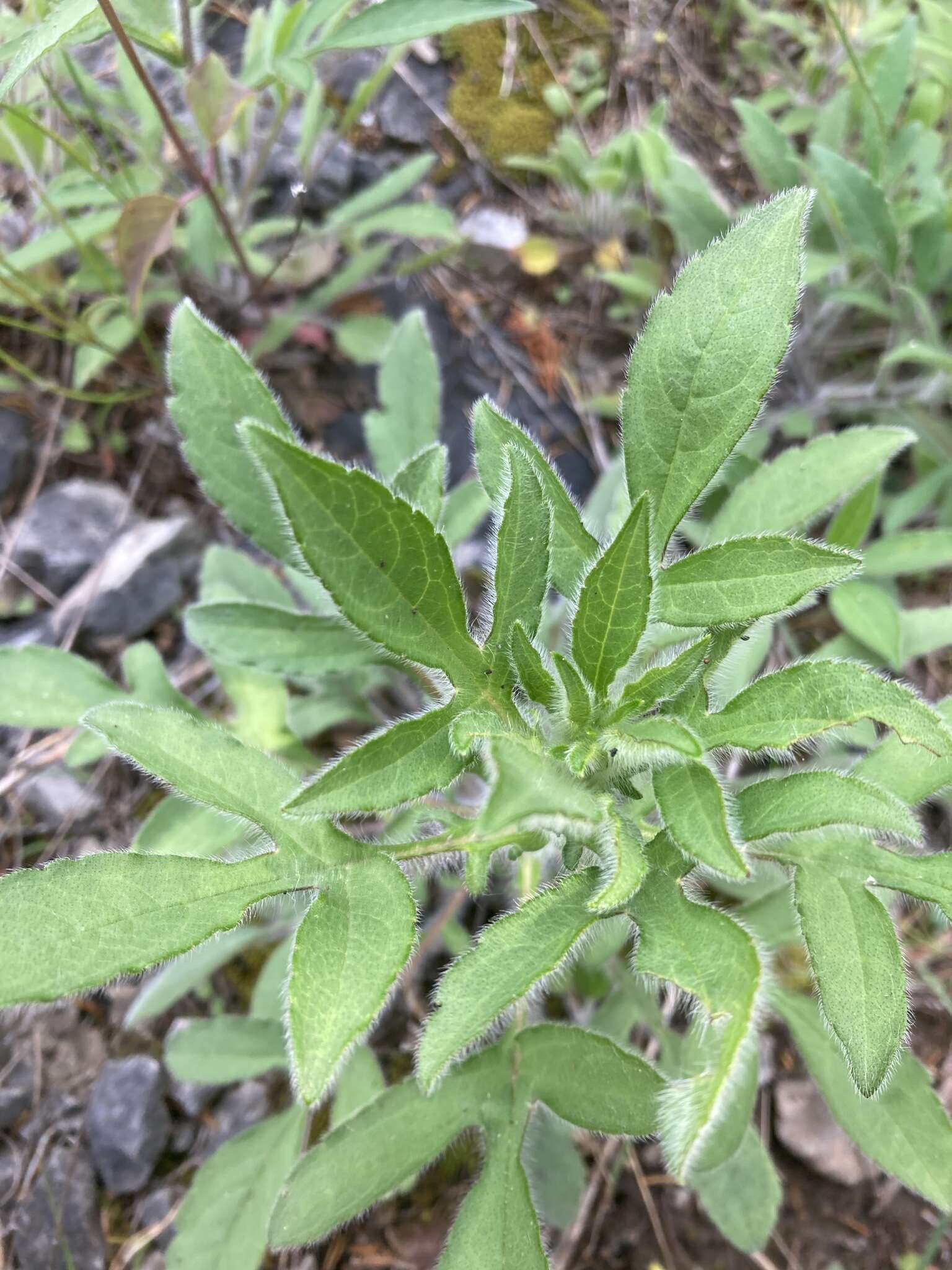 Image of browneyed Susan