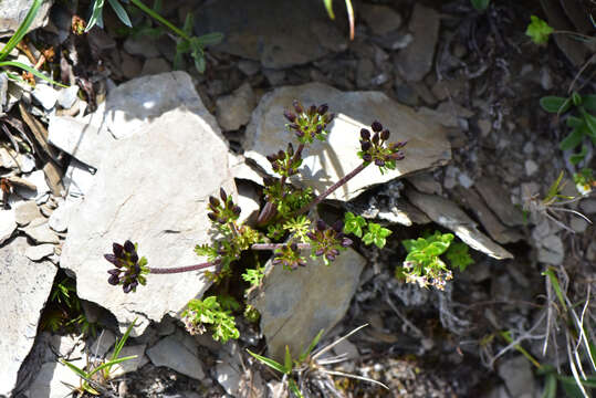 Image of Chaerophyllum taiwanianum (Masam.) K. F. Chung