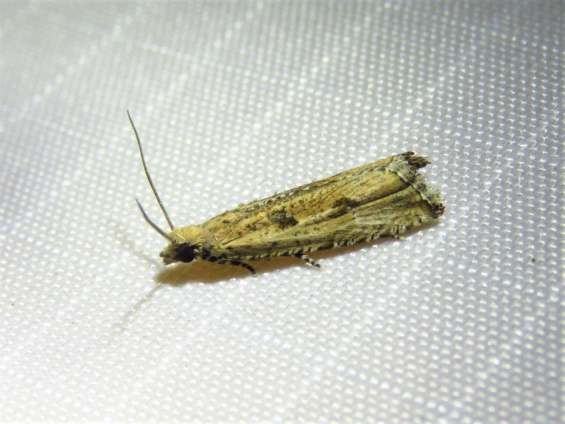 Image of Javelin Moth