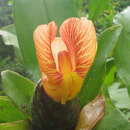 Image of Costus laevis Ruiz & Pav.