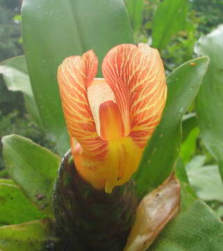 Image of Costus laevis Ruiz & Pav.