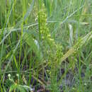 Image of Veronica austriaca subsp. jacquinii (Baumg.) Eb. Fischer