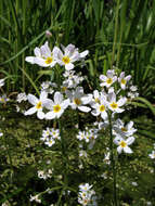 Image of Featherfoil