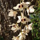 Image of Dendrobium pulchellum Roxb. ex Lindl.