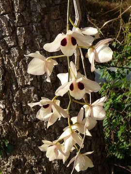 Dendrobium pulchellum Roxb. ex Lindl. resmi