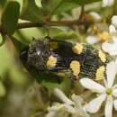 Image of Castiarina australasiae (Gory & Laporte 1838)