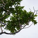 Sivun Weinmannia tinctoria Sm. kuva