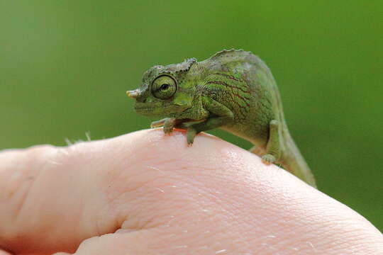 Image of Cameroon Sailfin Chameleon