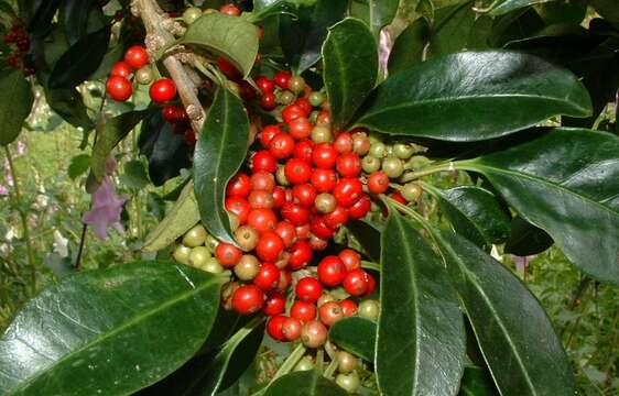 Ilex mitis (L.) Radlk. resmi