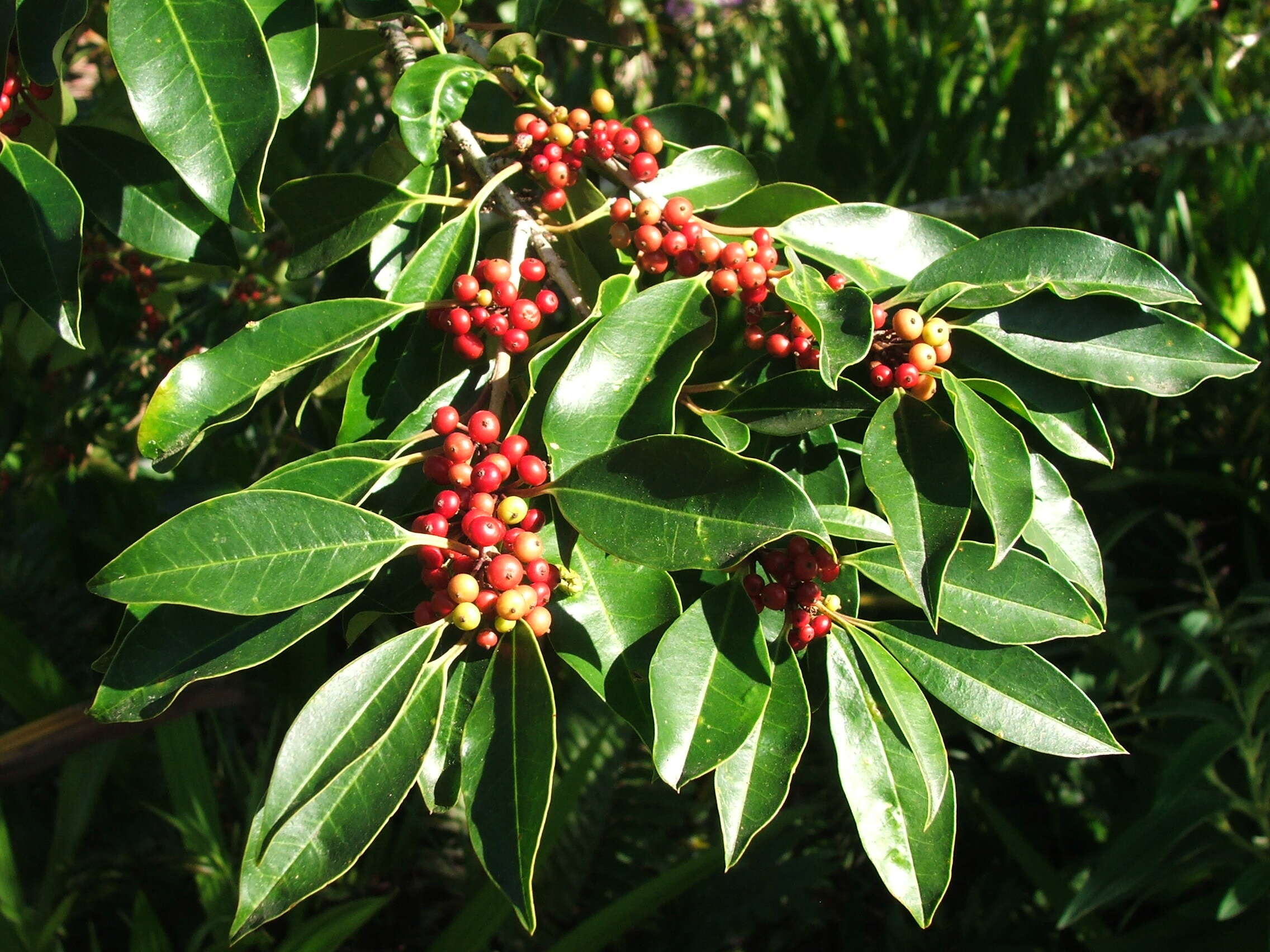 Image of Ilex mitis (L.) Radlk.