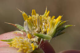 Image of Congdon's tarweed