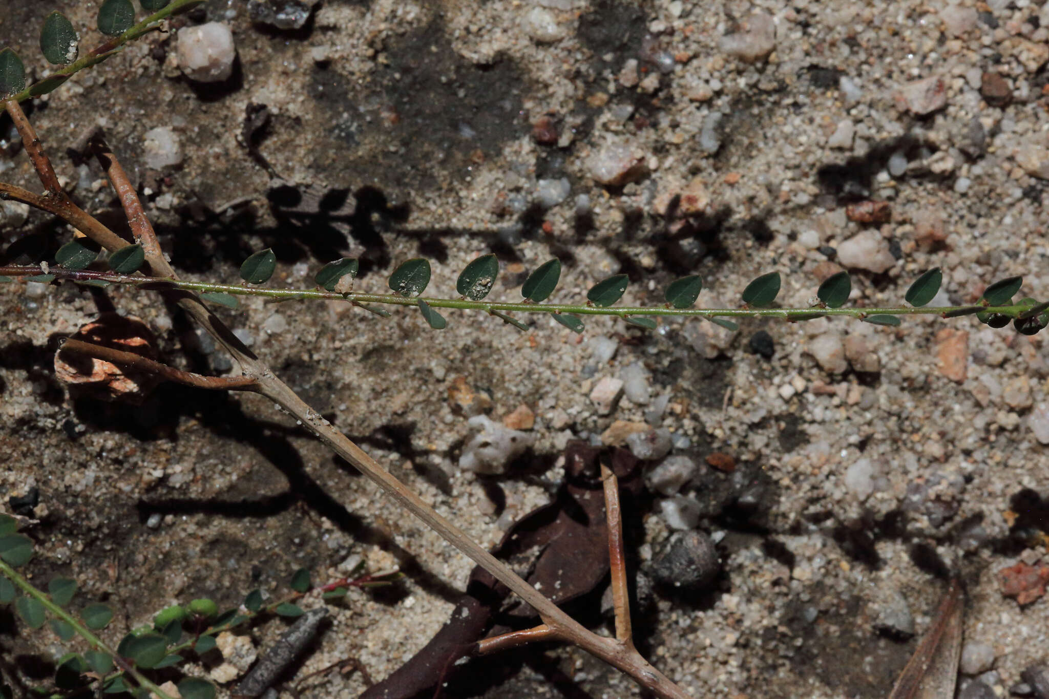 Image of Phyllanthus virgatus G. Forst.