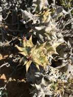 Image of Ceropegia mammillaris (L.) Bruyns