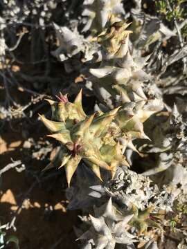 صورة Ceropegia mammillaris (L.) Bruyns