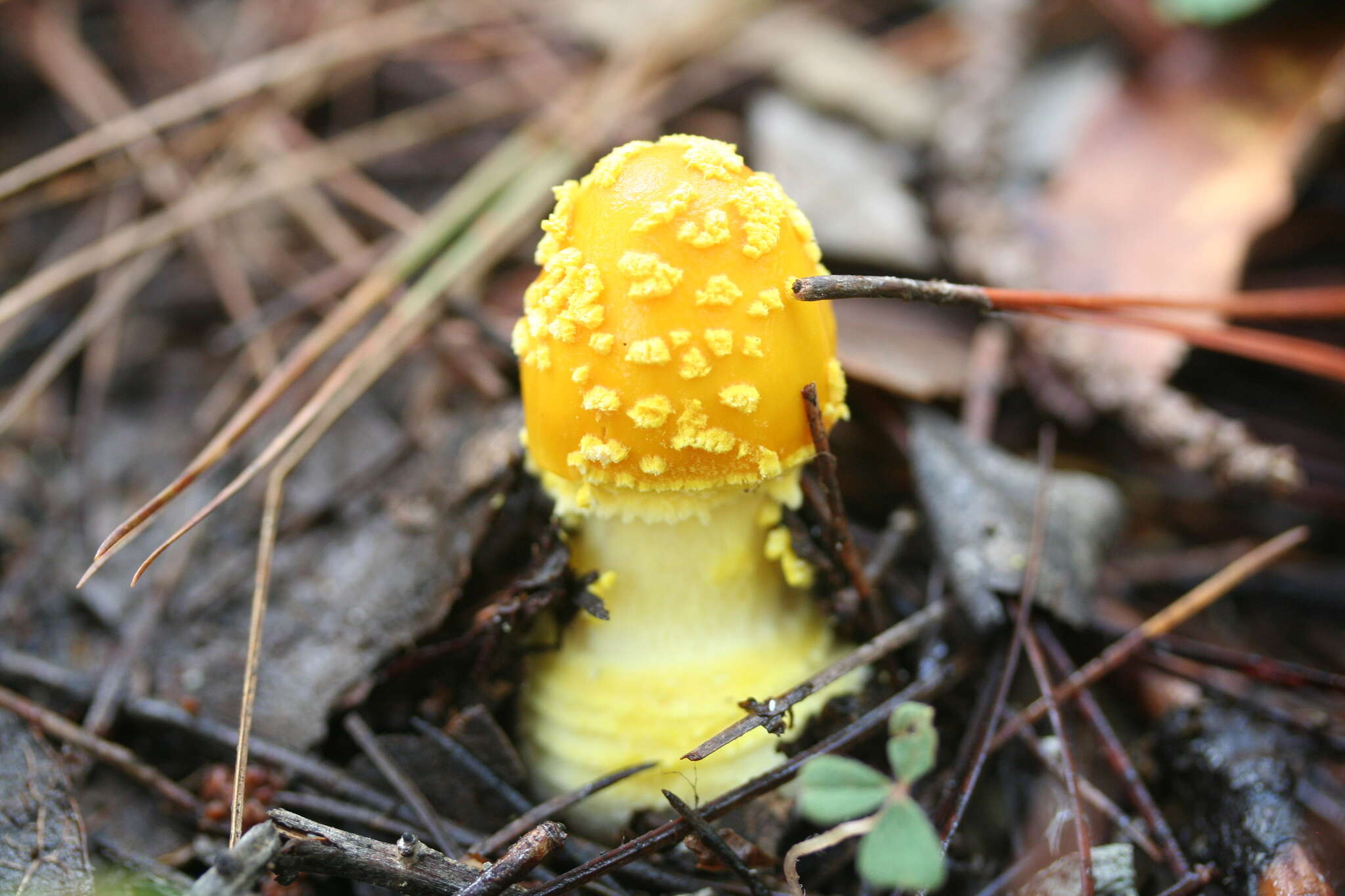 Слика од Strobilomyces strobilaceus (Scop.) Berk. 1851