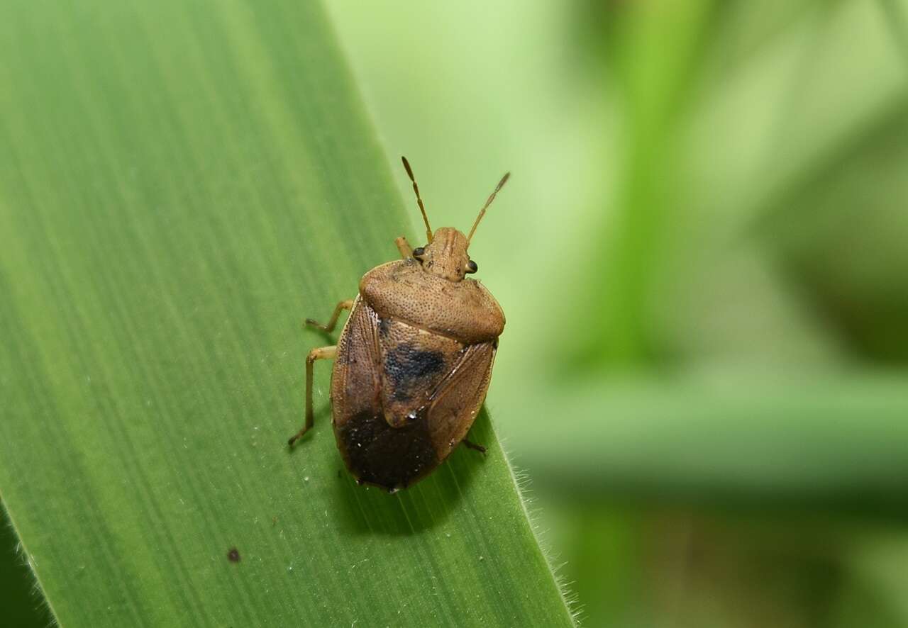 Image of Oenopiella punctaria (Stal 1859) Stal 1859