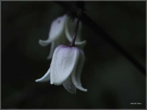 Imagem de Clematis henryi Oliv.