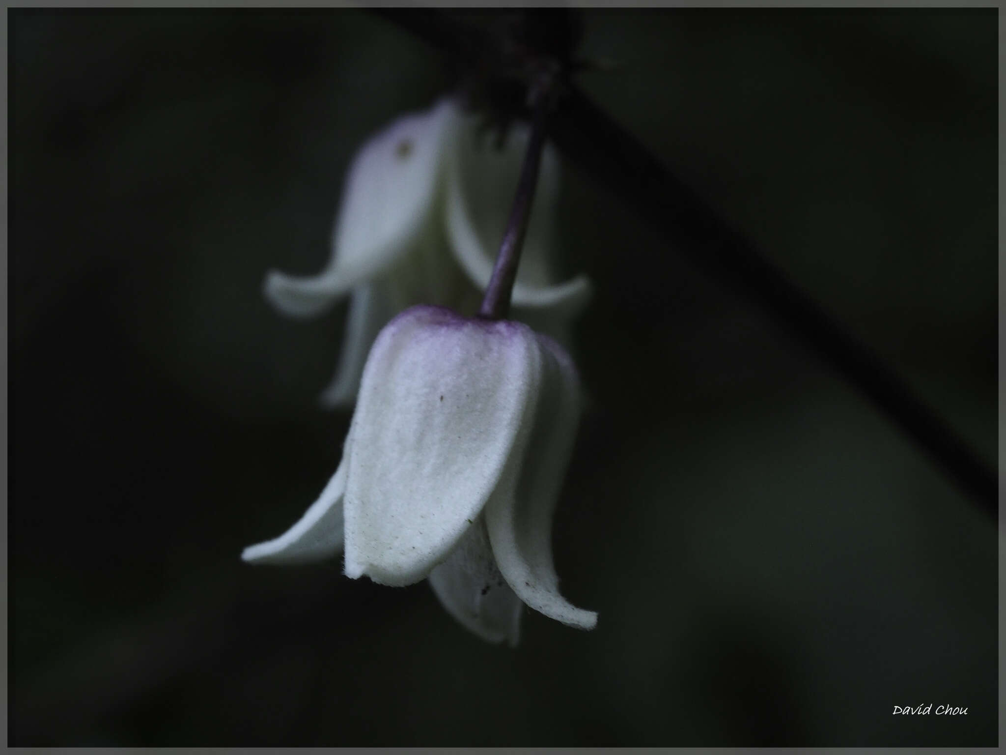 Image of Clematis henryi Oliv.