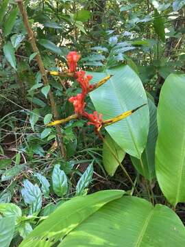 Image of Heliconia richardiana Miq.