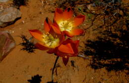 Image de Ornithogalum maculatum Jacq.