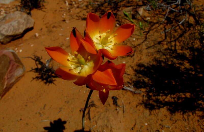 Image de Ornithogalum maculatum Jacq.