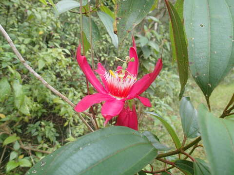 Passiflora gritensis Karst.的圖片