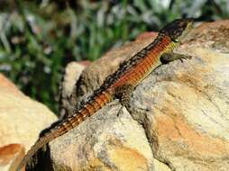 Image of Cape Girdled Lizard